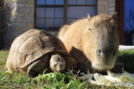Capybara Cheesecake is the friendliest animal in the shelter =) - Capybara, Animals, Longpost, Dog