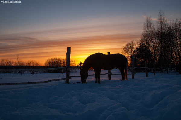 Some winter photos from our stables - My, Horses, Horses, Stable, Equestrian Club, Horseback riding, Winter, Ryazan, Longpost
