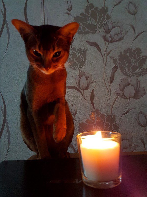 My cat-lamp cat (tautology is my everything) - My, cat, Cat with lamp, Лампа, Abyssinian cat, Longpost