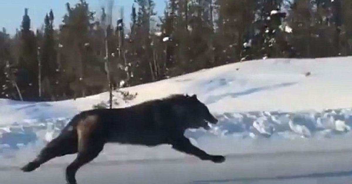 Волк в снегу. Волк убегал в него. Волки бегут по снегу. Wolf run фото и видео. Волк в прыжке.