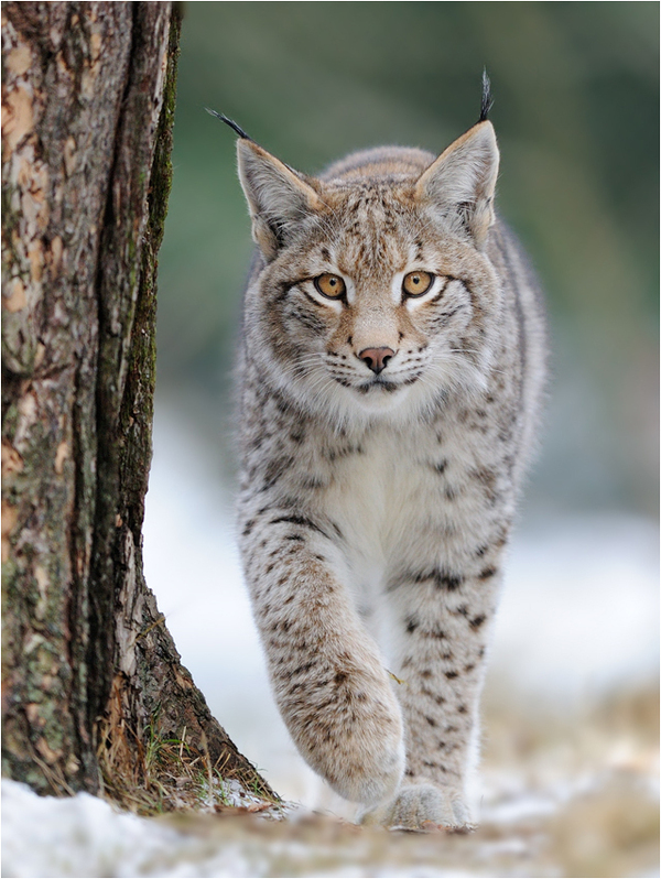 Tassels on the ears post. - The photo, Lynx, Caracal, Animals, Nature, Longpost, Small cats, Cat family