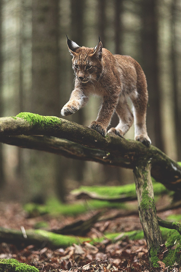 Tassels on the ears post. - The photo, Lynx, Caracal, Animals, Nature, Longpost, Small cats, Cat family