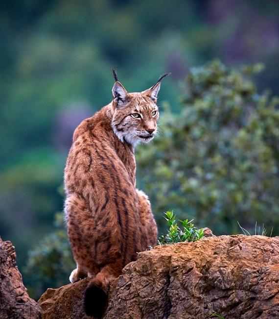 Tassels on the ears post. - The photo, Lynx, Caracal, Animals, Nature, Longpost, Small cats, Cat family