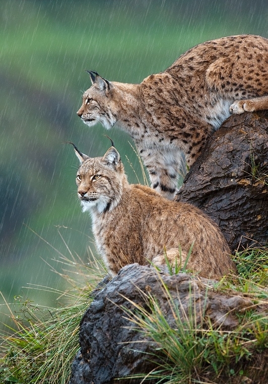 Tassels on the ears post. - The photo, Lynx, Caracal, Animals, Nature, Longpost, Small cats, Cat family