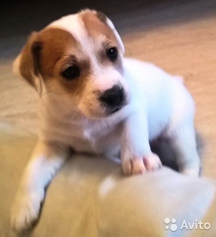 What is the cost of a thoroughbred puppy - My, , Jack Russell Terrier, Puppies, Dog, Breeders, Nursery, Milota, Longpost