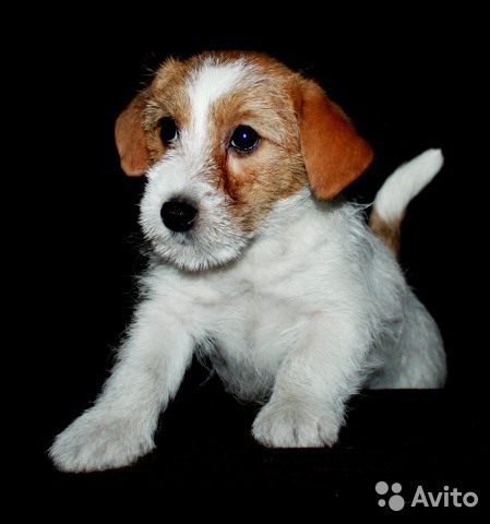 What is the cost of a thoroughbred puppy - My, , Jack Russell Terrier, Puppies, Dog, Breeders, Nursery, Milota, Longpost