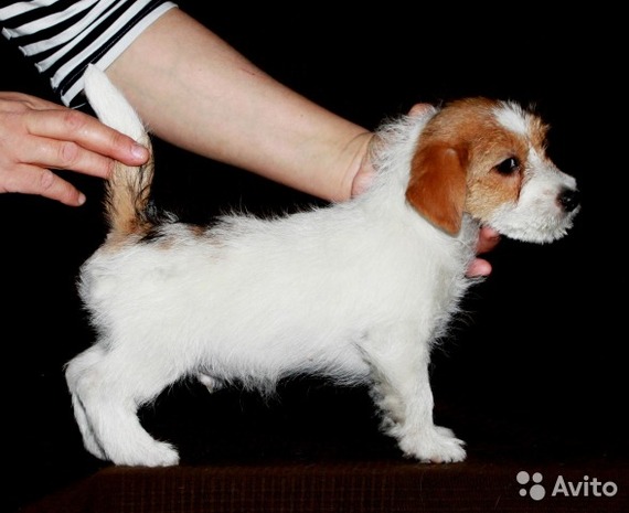 What is the cost of a thoroughbred puppy - My, , Jack Russell Terrier, Puppies, Dog, Breeders, Nursery, Milota, Longpost