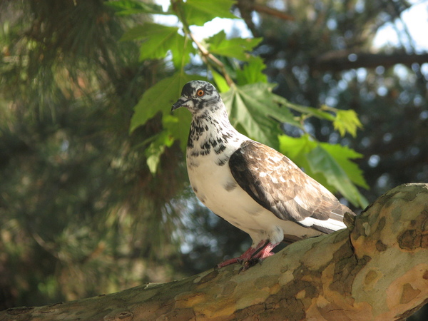 �������� ������.