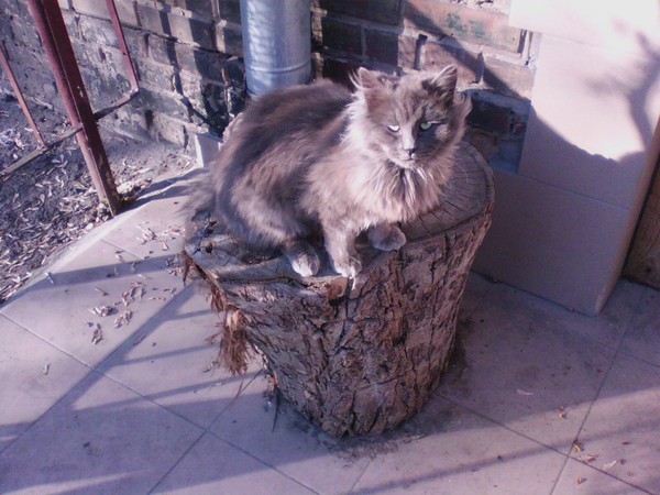 Кот нашего двора Кот, Котомафия