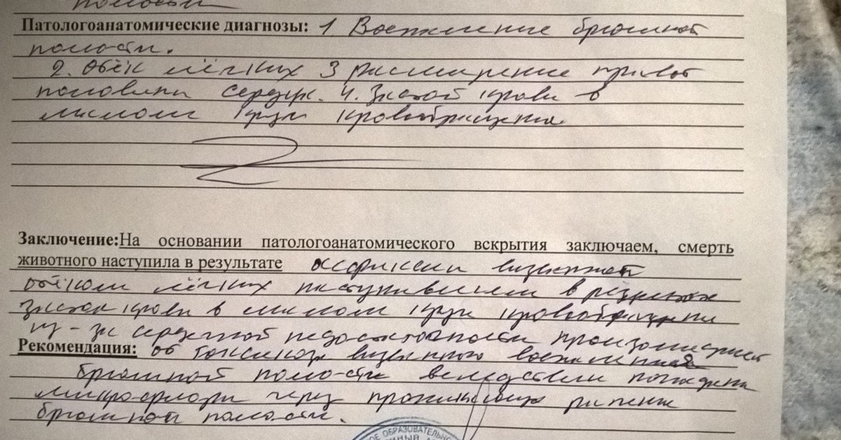 Заключен и на основании. Патологоанатомическое заключение. Заключение о вскрытии. Заключение о вскрытии человека. Заключение судмедэксперта о причине смерти.