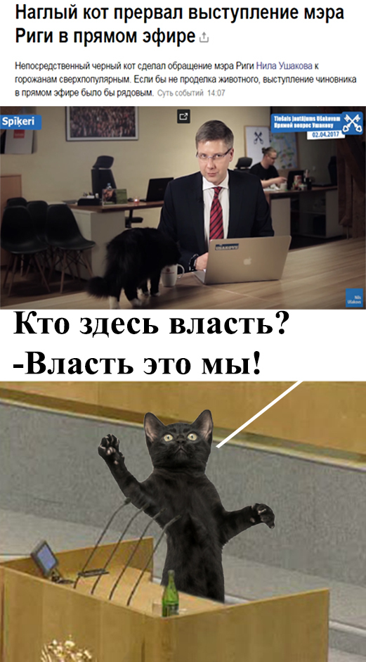 Наглый кот - Моё, Кот, Политика, Новости