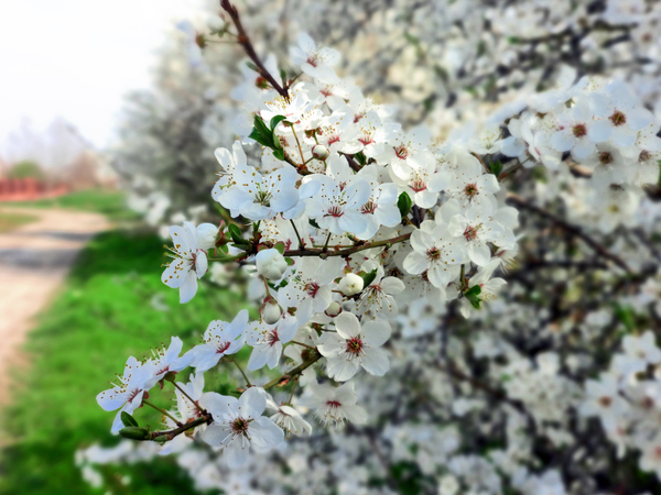 April mood of nature. - Tree, Krasnodar, The nature of Russia, Russia, South, Nature, Flowers, Spring, My