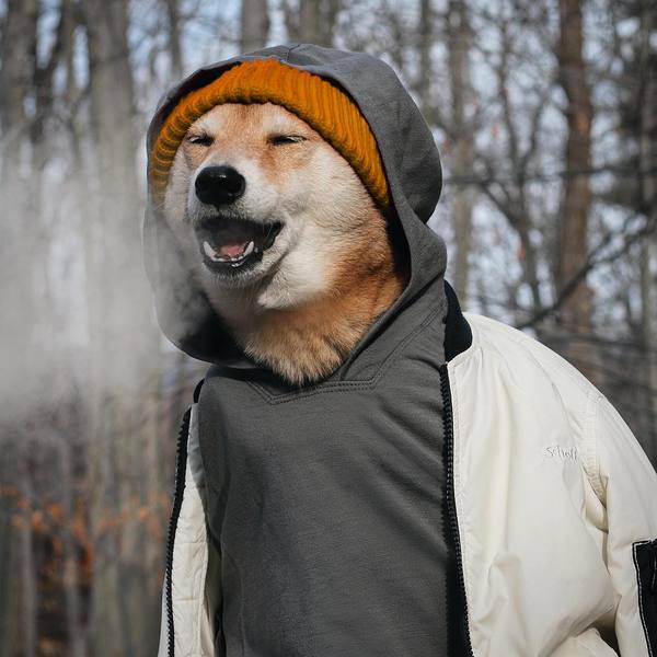 And are you still cold? - Dog, Animals, Joke, Spring, Interesting, Weather, Cloth, Humor