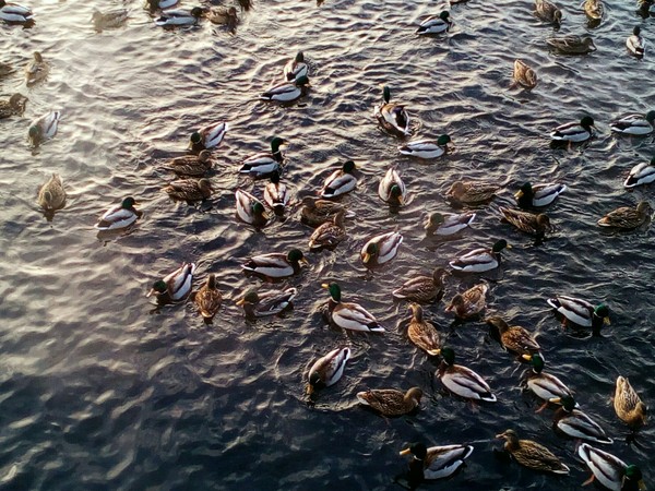 Ducks - The photo, Yekaterinburg, My