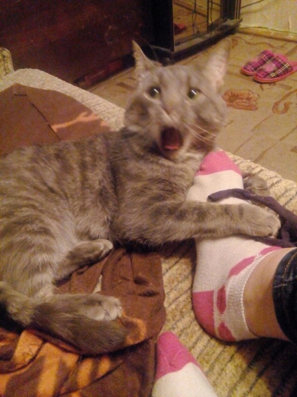 �������� �������