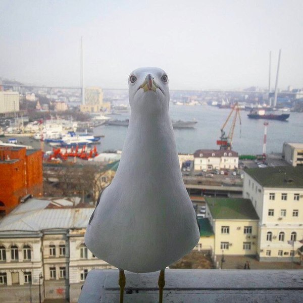 Seagulls fly to Vladivostok to call Hogwarts :) - Seagulls, The photo, Vladivostok