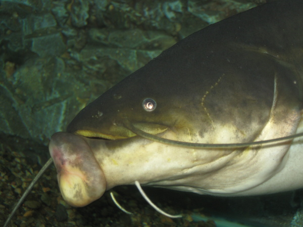 Catfish with corn - Catfish, A fish, Aquarium