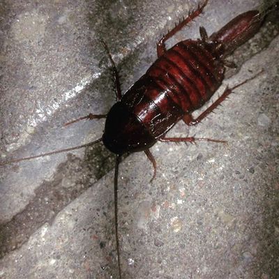 cockroach - My, Cockroaches, Insects, Terrarium