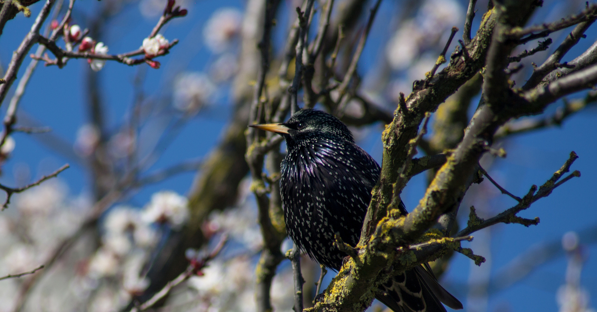 Вредные птицы в природе. Скворец весной. Японский скворец. Фото скворца весной.