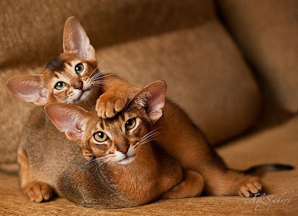 abessiata - cat, Abyssinian cat, A selection, Longpost