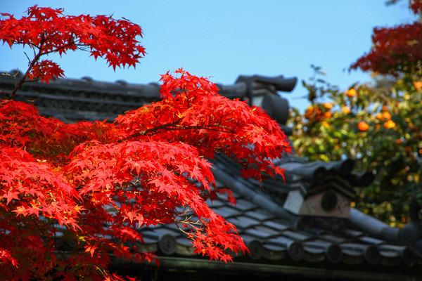 Japanese autumn - My, Japan, The photo, Longpost, Autumn, Canon 7d