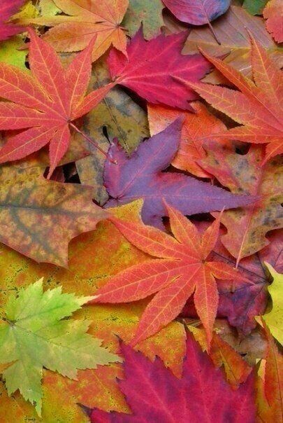 Autumn leaves - Autumn, Leaves, Brightness, Play of Color, beauty of nature, Multicolor, Longpost