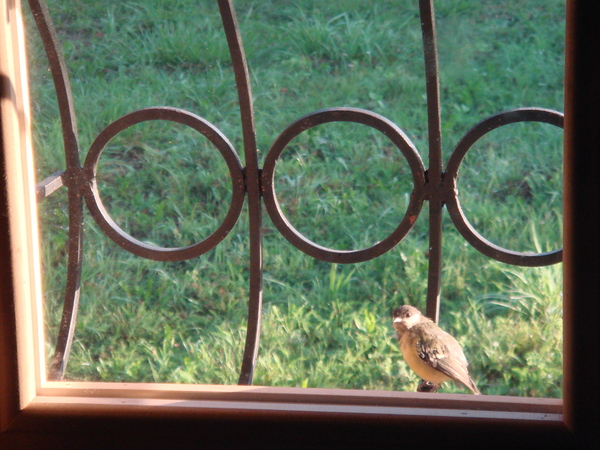 How do you live there? - My, Birds, Nature, Sparrow, The photo, Window, Funny
