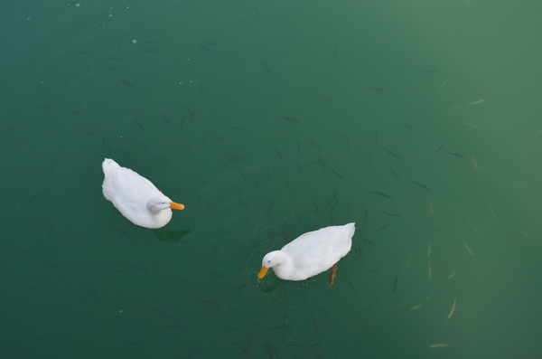 We won't die of hunger - Гусь, Duck, Swans, Nature, Lake, The photo, Animals, Interesting