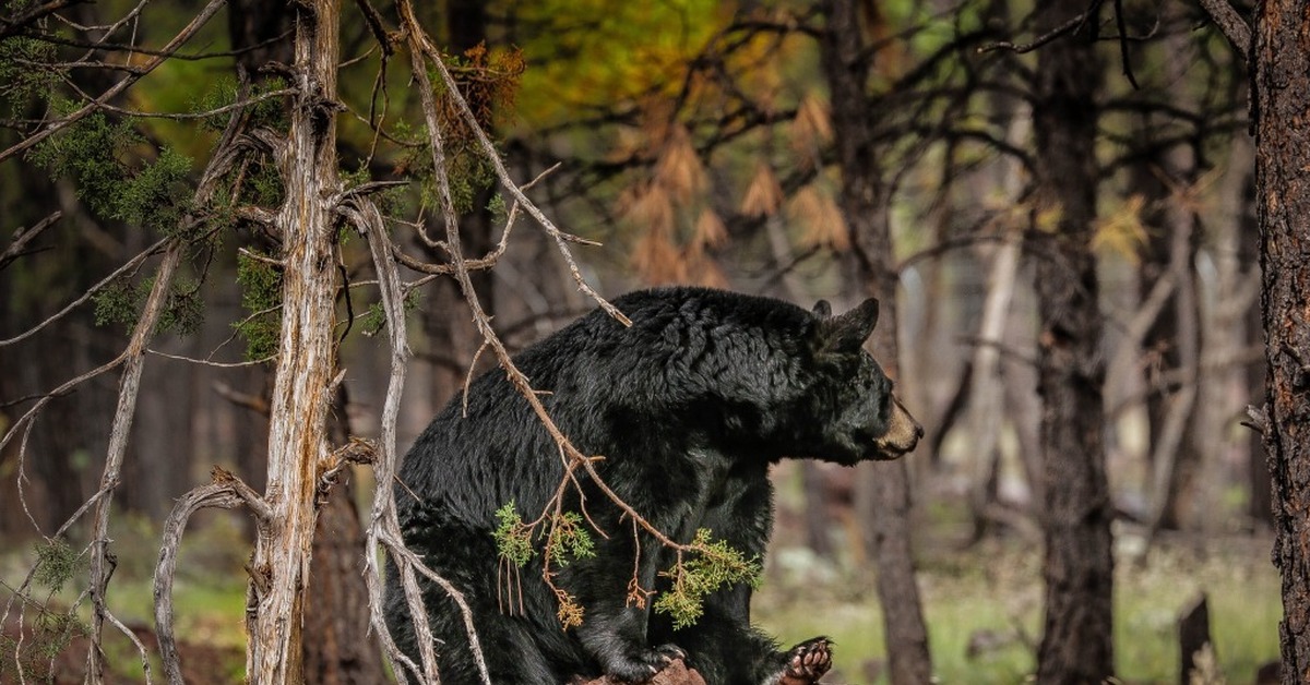 Bears live in forests. Фотоловушка Барибал медведь. "Медведи в лесу" Kim Norlien. Медведь в лесу. Дремучий лес медведь.