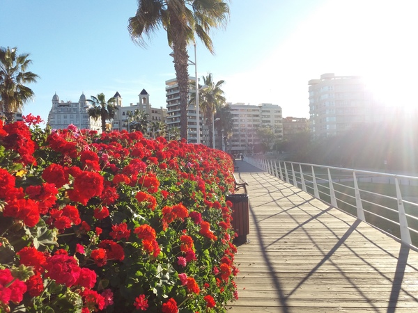 Мост цветов в Валенсии, Испания
