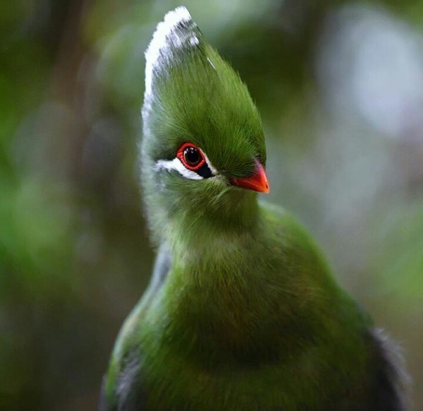 emerald bird - Birds, Emerald