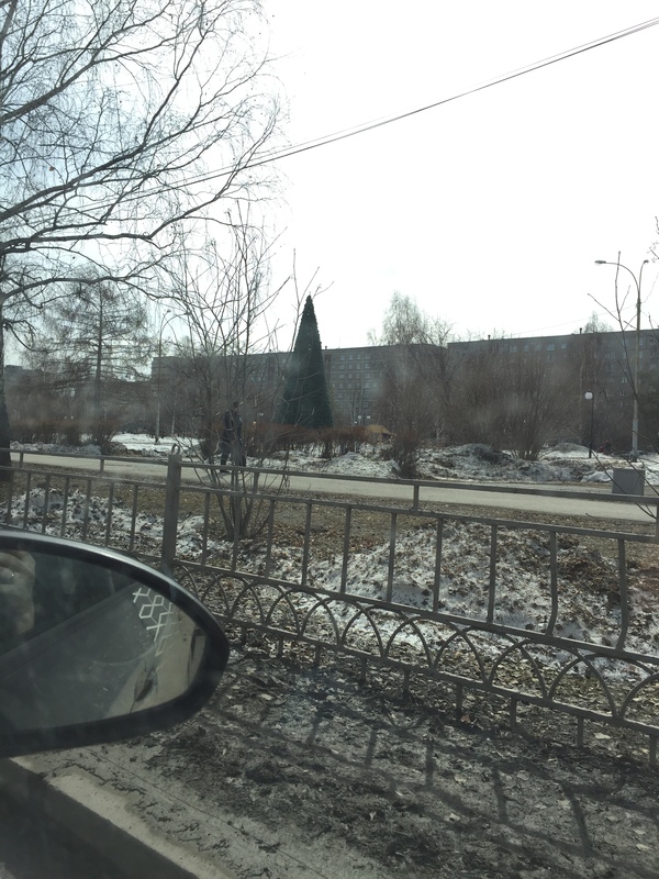 Christmas trees are still standing in Ekb: - My, Yekaterinburg, Christmas trees, Spring