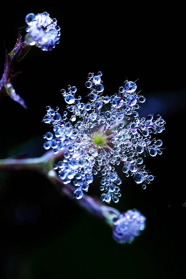 Dew drops post. - The photo, Dew, Drops, Flora, Feathers, Longpost