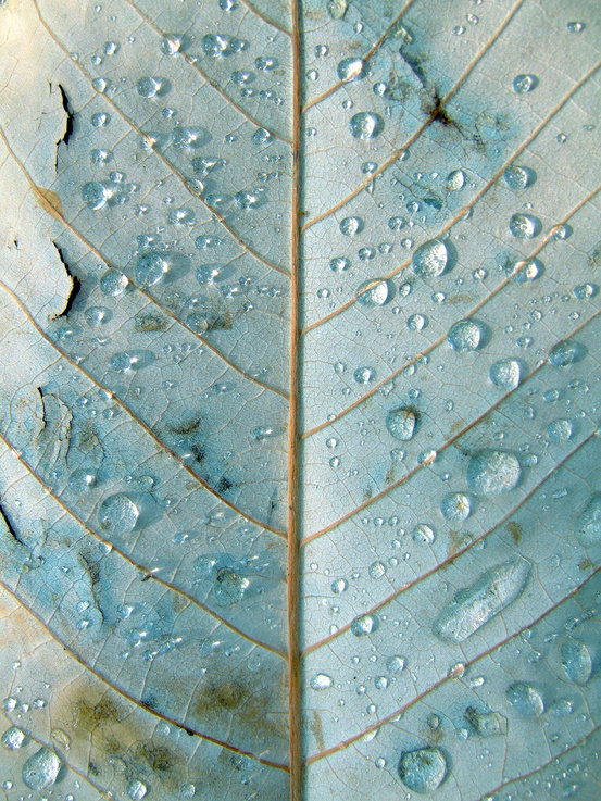 Dew drops post. - The photo, Dew, Drops, Flora, Feathers, Longpost