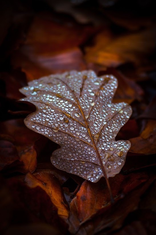 Dew drops post. - The photo, Dew, Drops, Flora, Feathers, Longpost