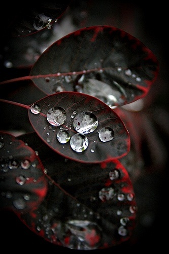 Dew drops post. - The photo, Dew, Drops, Flora, Feathers, Longpost