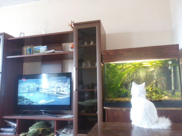 Visiting a fairy tale - My, cat, Aquarium fish, Turkish angora, Entertainment, 