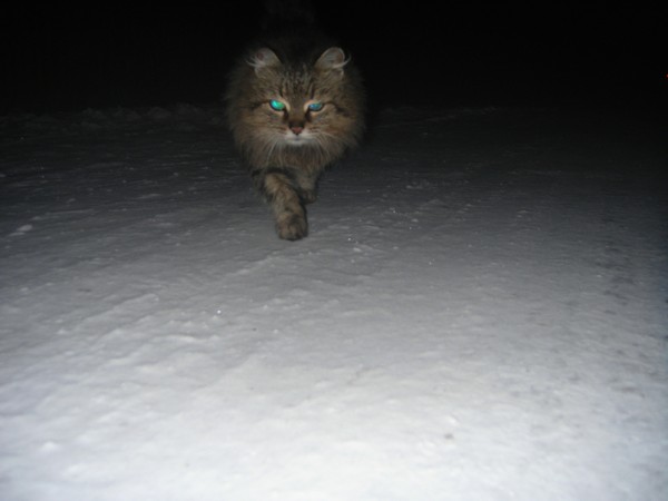 Cat - My, Night, Snow, cat