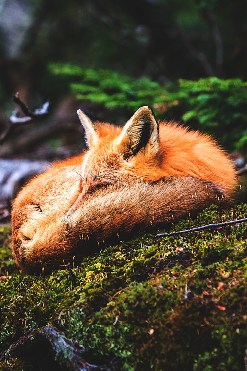 Fur-fur post. - The photo, Fox, Animals, Nature, Longpost