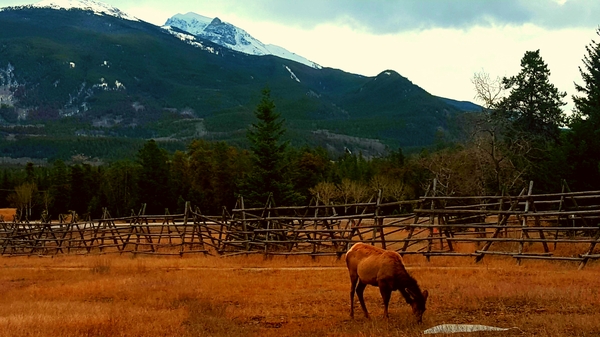 Jasper National Park - Моё, Природа, Парк, Jasper