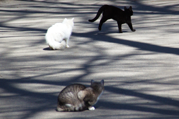 Where are you going? - Spring, My, cat, Shadow