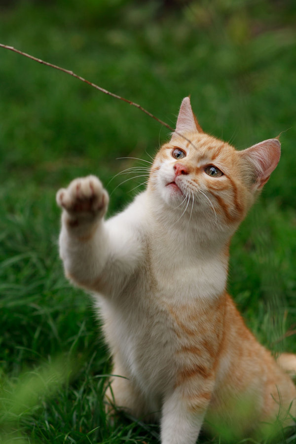 street redhead - cat, The photo, Canon 1000d, Samyang, My, My