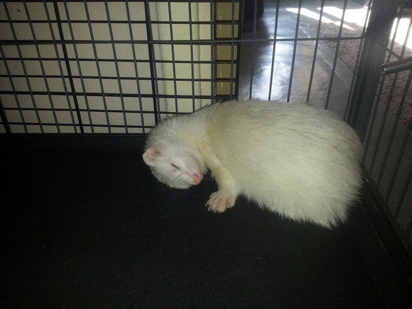 Кажется, мой хорь сломался