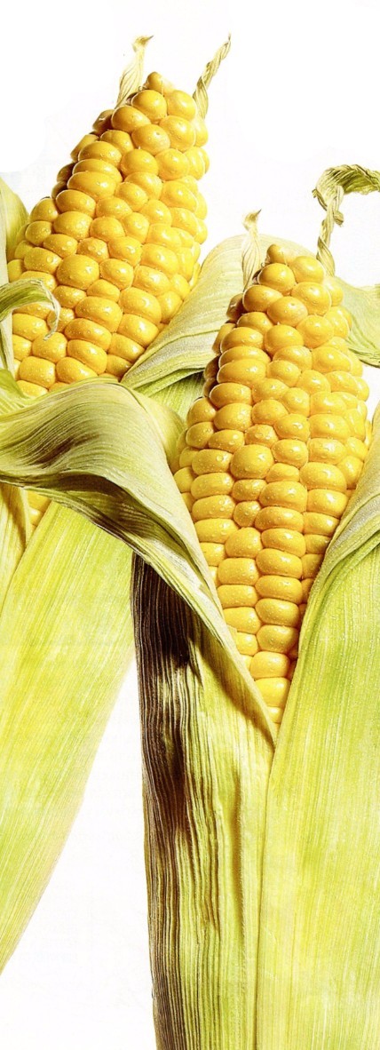 golden grains - Corn, Benefit, Healthy lifestyle