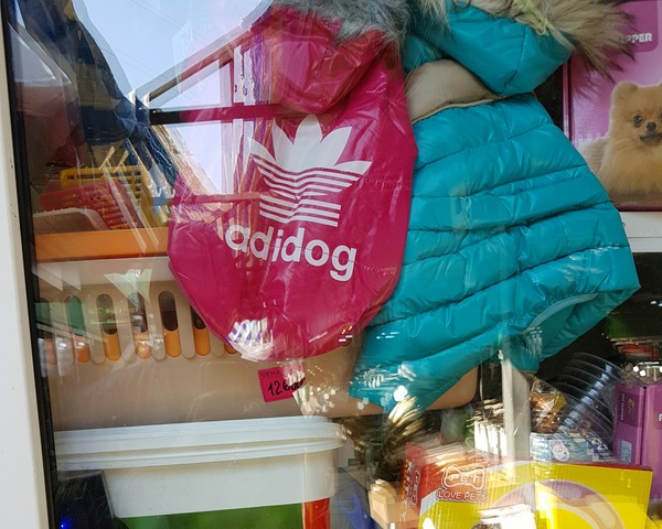 For the cutest dogs - My, Clothes for animals, Definition, Adidas, Animals, Dog