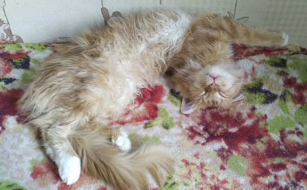 Sound sleep - he is - cat, My, Redheads, Maine Coon