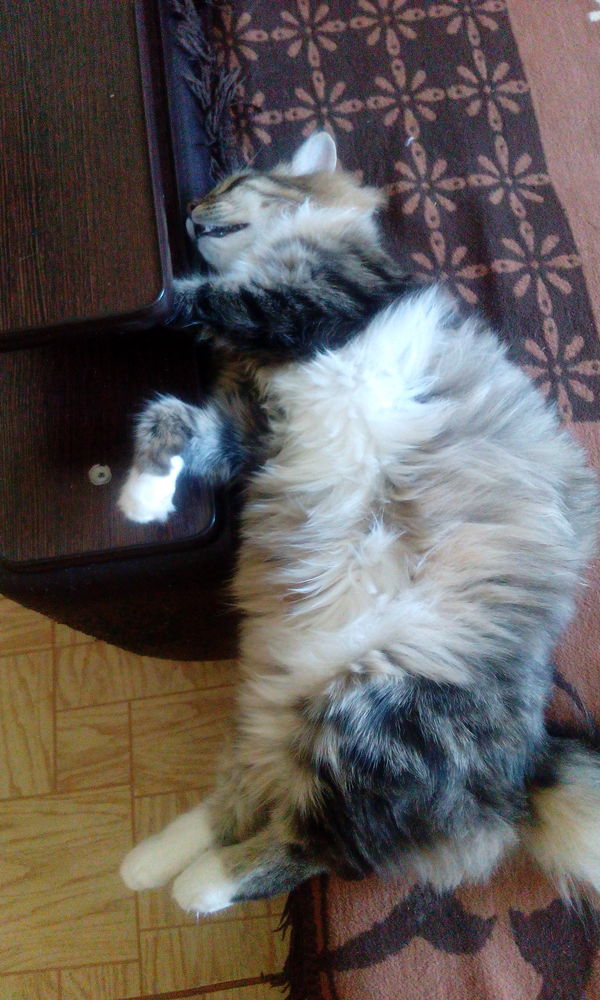 Мой любимый жирный кот. Кот, Жир, Мур
