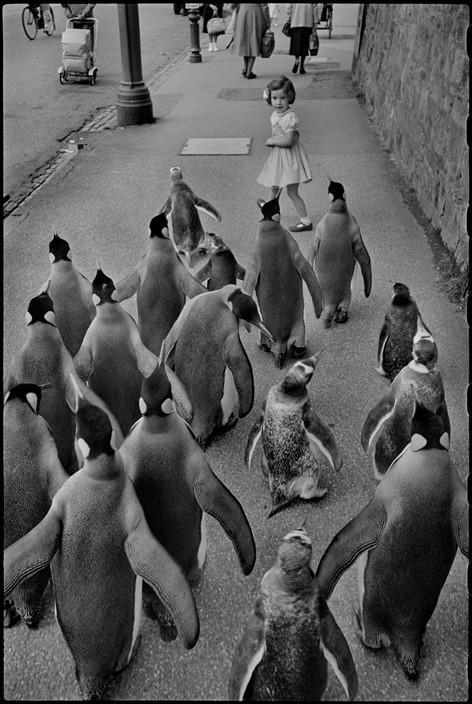 And this is just a girl who walks with penguins - Penguins, Milota, Zoo