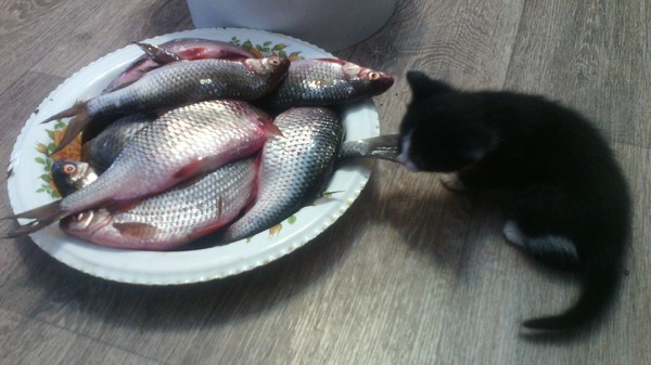 Vasek and roach. - My, cat, hungry kitten, A fish