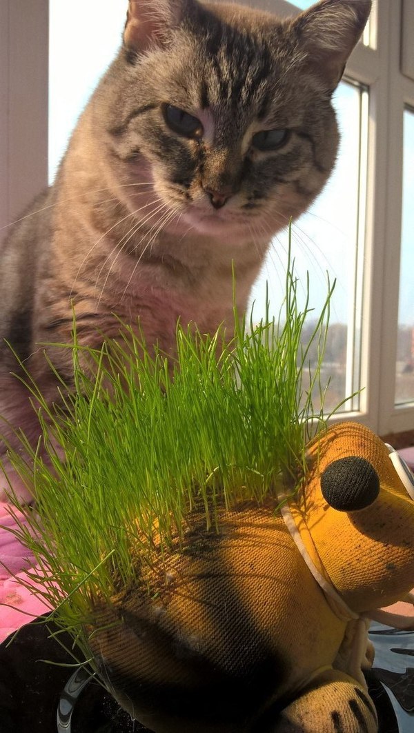 herbivore cat - My, cat, Grass, Cunning, Milota